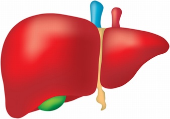 Liver Health 